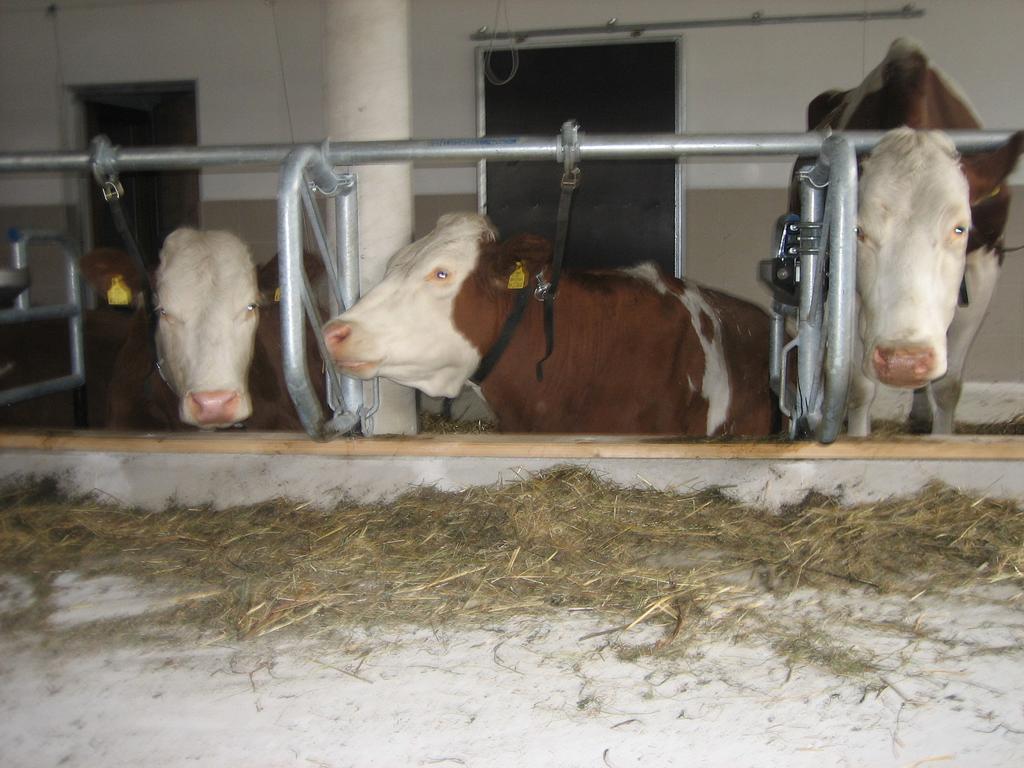 Talhammerhof Uderns Luaran gambar